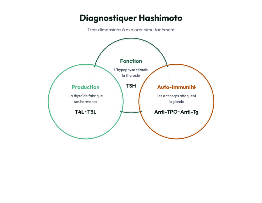 Trois dimensions du diagnostic Hashimoto : fonction (TSH), production (T4 libre, T3 libre), auto-immunité (anti-TPO, anti-thyroglobuline)